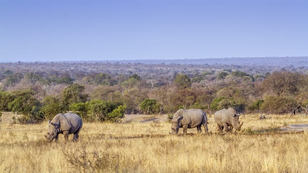 Three Southern white rhinoceros grazing in savannah scenery in Kruger National park, South Africa ; Specie Ceratotherium simum simum family of Rhinocerotidae