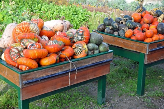 Bins full of colorful pumpkins and gourds in autumn