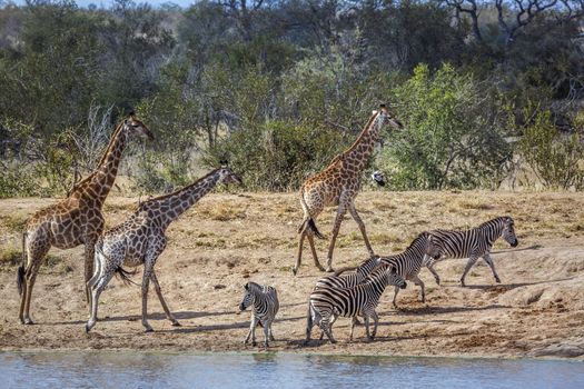 Giraffe and plains zebras in lakeside in Kruger National park, South Africa ; Specie Giraffa camelopardalis family of Giraffidae