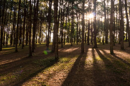 Pine tree forest with sunlight and shadows at sunrise.