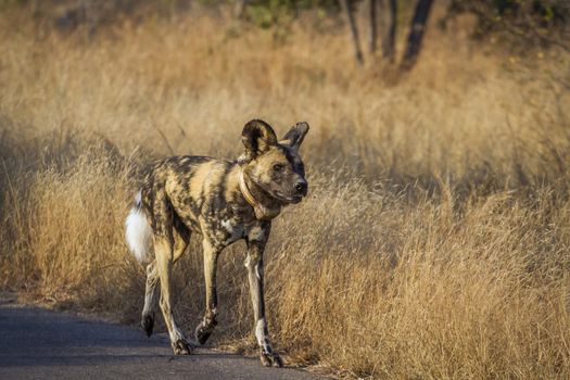 African wild dog with radio collar walking on safari road in Kruger National park, South Africa ; Specie Lycaon pictus family of Canidae