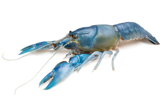 Blue crayfish ( Cherax destructor ) on white background.