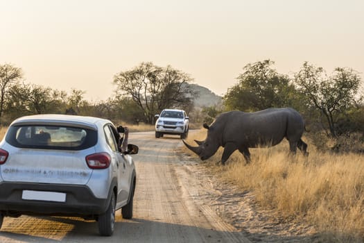 Southern white rhinoceros crossing safari road in Kruger National park, South Africa ; Specie Ceratotherium simum simum family of Rhinocerotidae