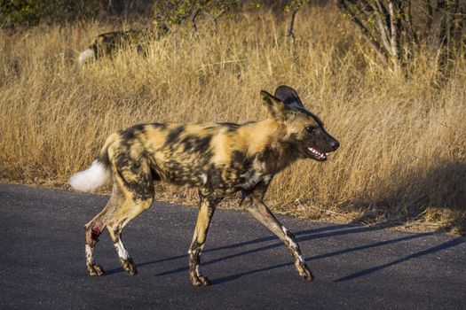 African wild dog walking on safari road in Kruger National park, South Africa ; Specie Lycaon pictus family of Canidae