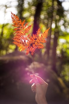 Hand holding red leaf with green forest background. Soft focus