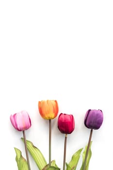 Colorful Tulip flowers on a white background, free space for text