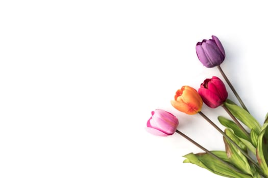 Colorful Tulip flowers on a white background, free space for text