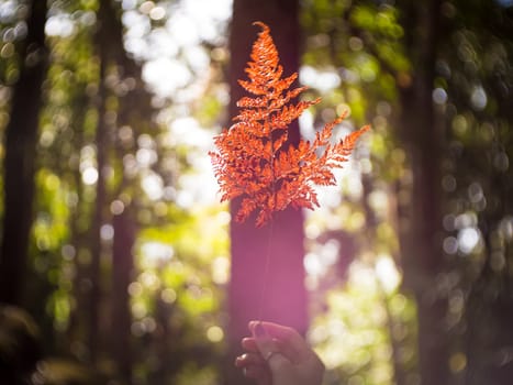Hand holding red leaf with green forest background. Soft focus