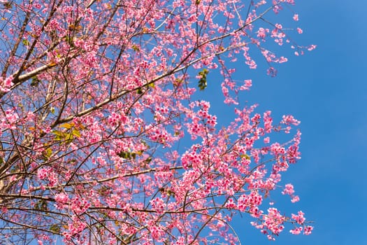 Pink spring flowers with blue sky background.