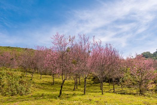 Cherry blossoms are blooming on the mountain in Phu Lom Lo, Phitsanulok Province, Thailand.