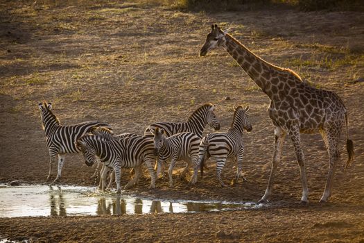 Group of Plains zebras and giraffe drinking in waterhole at dawn in Kruger National park, South Africa ; Specie Equus quagga burchellii family of Equidae