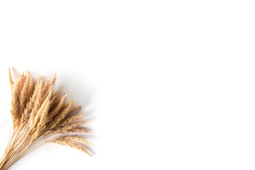 Ear of rice on a white background, free space for text