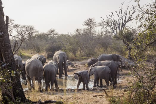 African bush elephant herd with baby in waterhole in Kruger National park, South Africa ; Specie Loxodonta africana family of Elephantidae