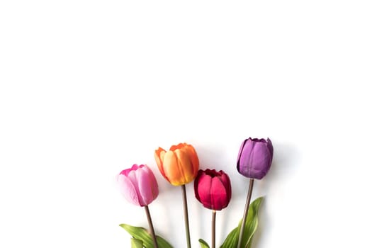 Colorful Tulip flowers on a white background, free space for text