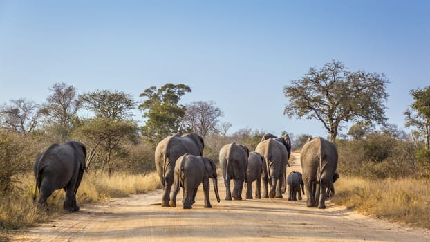 African bush elephant family walking rear view on safari road in Kruger National park, South Africa ; Specie Loxodonta africana family of Elephantidae