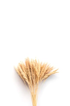 Ear of rice on a white background, free space for text