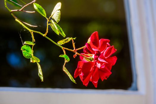 single red rose on plant in a garden UK