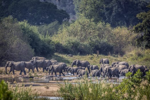 African bush elephant herd crossing river in Kruger National park, South Africa ; Specie Loxodonta africana family of Elephantidae