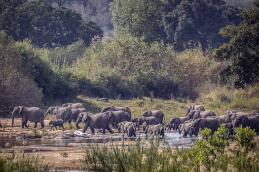 African bush elephant herd crossing river in Kruger National park, South Africa ; Specie Loxodonta africana family of Elephantidae
