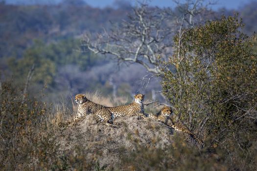 Cheetah family lying down on top of termite mound in Kruger National park, South Africa ; Specie Acinonyx jubatus family of Felidae