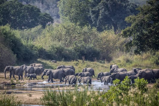 African bush elephant herd crossing river in Kruger National park, South Africa ; Specie Loxodonta africana family of Elephantidae