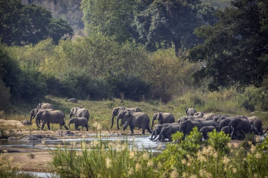 African bush elephant herd crossing a river in Kruger National park, South Africa ; Specie Loxodonta africana family of Elephantidae