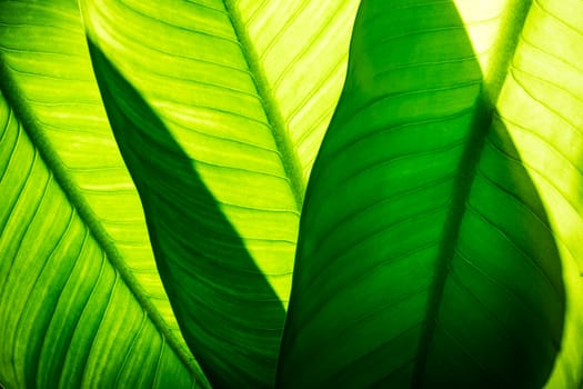 Close up of natural green leaves background, tropical foliage texture.