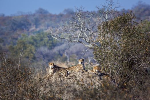 Cheetah family lying down on top of termite mound in Kruger National park, South Africa ; Specie Acinonyx jubatus family of Felidae