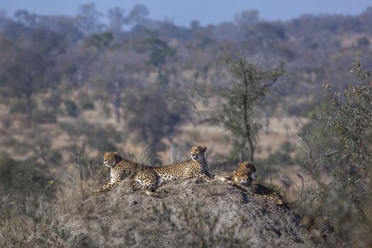 Cheetah family lying down on top of termite mound in Kruger National park, South Africa ; Specie Acinonyx jubatus family of Felidae