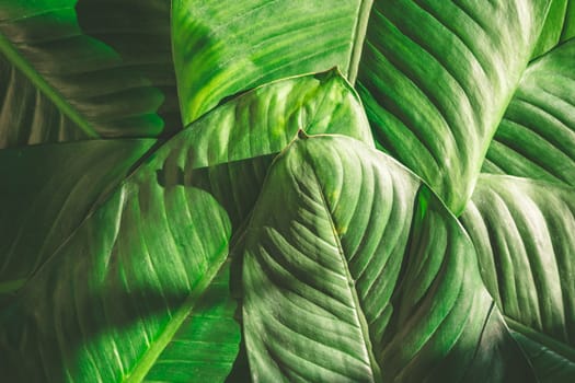 Close up of natural green leaves background, tropical foliage texture.