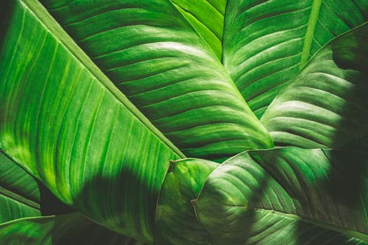 Close up of natural green leaves background, tropical foliage texture.
