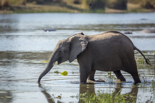 Young African bush elephant drinking water in river in Kruger National park, South Africa ; Specie Loxodonta africana family of Elephantidae