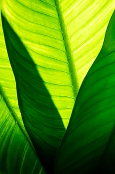 Close up of natural green leaves background, tropical foliage texture.