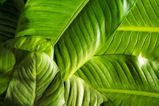 Close up of natural green leaves background, tropical foliage texture.