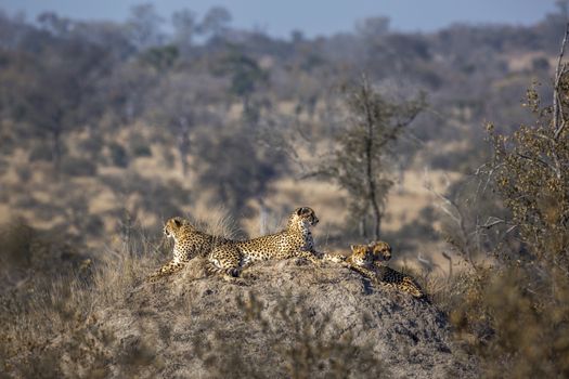 Family of four Cheetahs resting in termite mound in Kruger National park, South Africa ; Specie Acinonyx jubatus family of Felidae