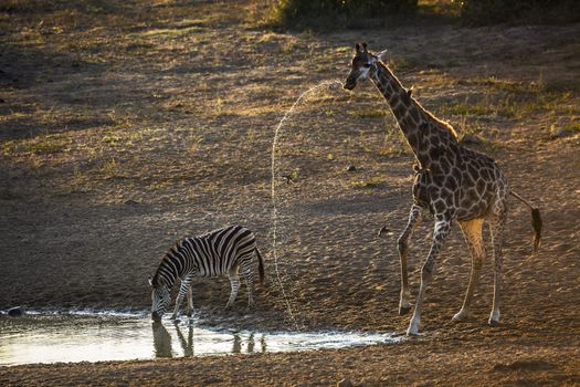 Plains zebra and giraffe drinking in waterhole at dawn in Kruger National park, South Africa ; Specie Equus quagga burchellii family of Equidae
