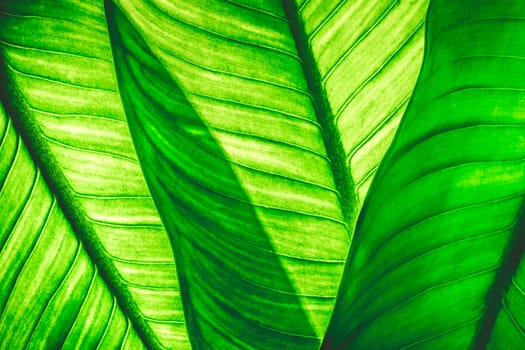 Close up of natural green leaves background, tropical foliage texture.