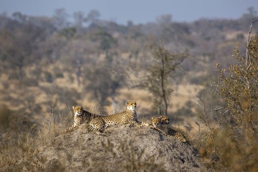 Family of four Cheetahs resting in termite mound in Kruger National park, South Africa ; Specie Acinonyx jubatus family of Felidae