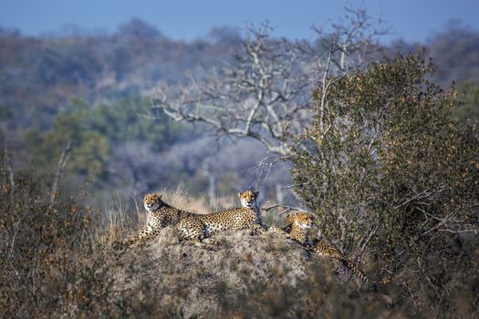 Cheetah family lying down on top of termite mound in Kruger National park, South Africa ; Specie Acinonyx jubatus family of Felidae