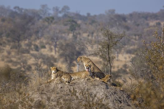 Family of four Cheetahs resting in termite mound in Kruger National park, South Africa ; Specie Acinonyx jubatus family of Felidae