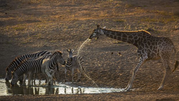 Group of Plains zebras and giraffe drinking in waterhole at dawn in Kruger National park, South Africa ; Specie Equus quagga burchellii family of Equidae