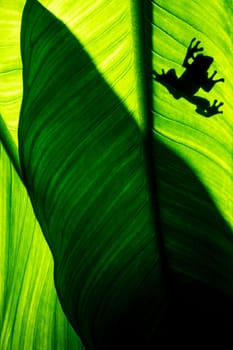 Frog shadow on natural green leaf background, tropical foliage texture.