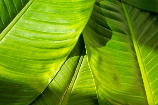 Close up of natural green leaves background, tropical foliage texture.