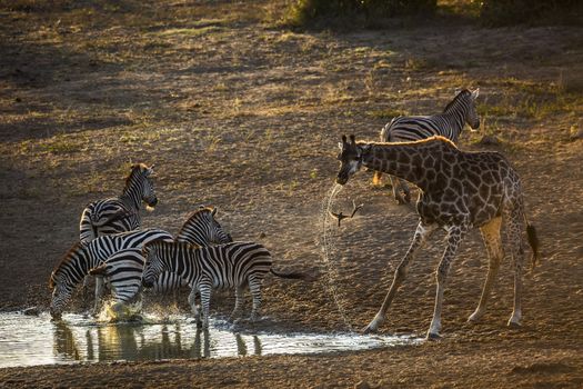 Group of Plains zebras and giraffe drinking in waterhole at dawn in Kruger National park, South Africa ; Specie Equus quagga burchellii family of Equidae