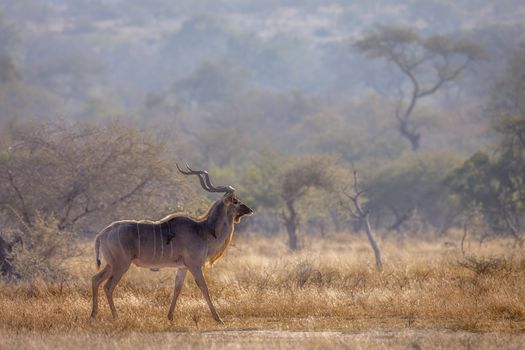 Greater kudu male in savannah scenery in Kruger National park, South Africa ; Specie Tragelaphus strepsiceros family of Bovidae