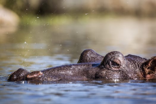 Hippopotamus head in water surface level in Kruger National park, South Africa ; Specie Hippopotamus amphibius family of Hippopotamidae