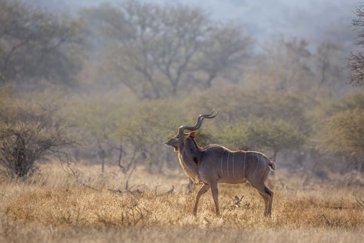 Greater kudu male in savannah scenery in Kruger National park, South Africa ; Specie Tragelaphus strepsiceros family of Bovidae