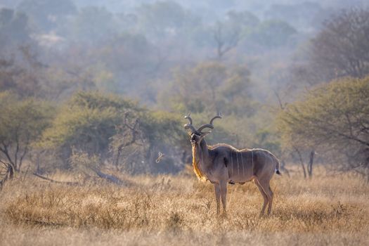 Greater kudu male in savannah scenery in Kruger National park, South Africa ; Specie Tragelaphus strepsiceros family of Bovidae