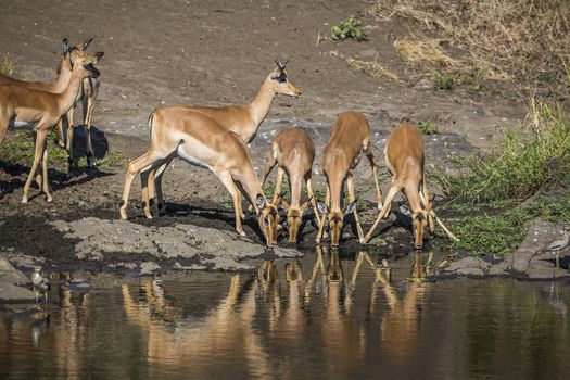 Small group of Common Impalas drinking in waterhole with reflection in Kruger National park, South Africa ; Specie Aepyceros melampus family of Bovidae