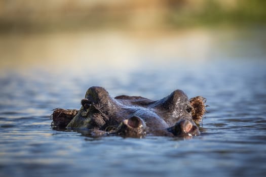 Hippopotamus head in water surface level in Kruger National park, South Africa ; Specie Hippopotamus amphibius family of Hippopotamidae